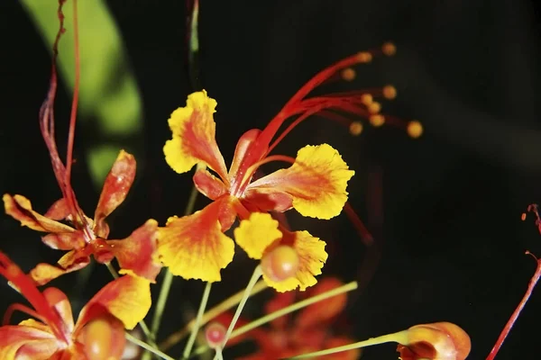 Τροπικά Άνθη Caesalpinia Pulcherrima — Φωτογραφία Αρχείου