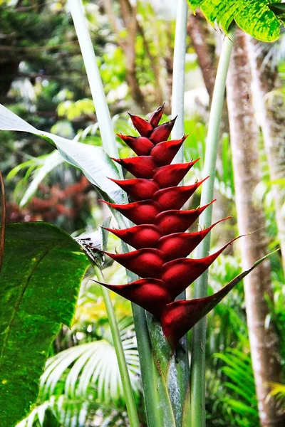 Flor Bananeira Mystery Mountain Jamaica — Fotografia de Stock