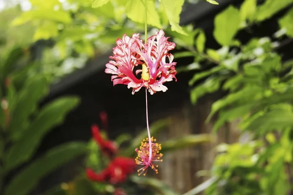 Red Caesalpinia Bonduk Mystery Mountain Jamaica — Fotografia de Stock