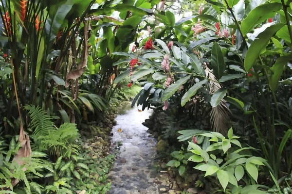 자메이카 미스테리 우림의 — 스톡 사진