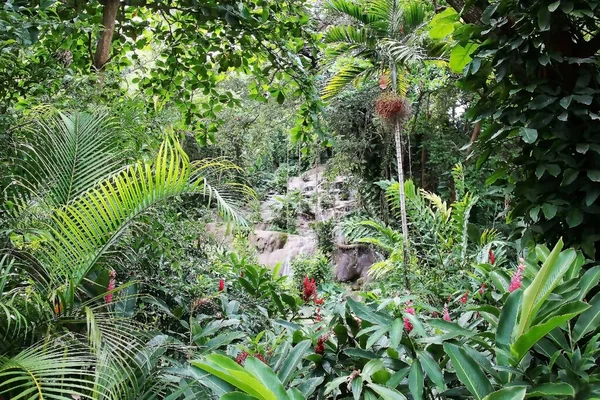 Palmeras Helechos Flores Plátano Selva Tropical — Foto de Stock