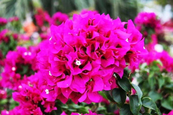 Detailní Záběr Kvetoucí Červené Rostliny Hortenzie — Stock fotografie