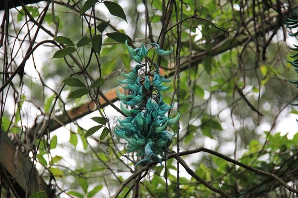 Céu Azul Lupin Mystery Mountain Jamaica — Fotografia de Stock