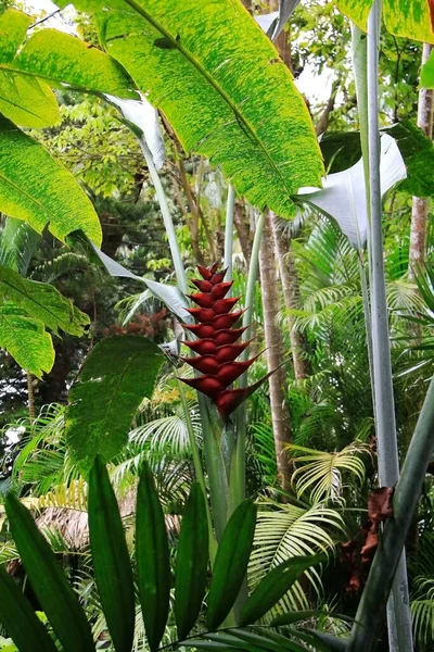 Fiore Ananas Rosso Nella Foresta Pluviale — Foto Stock