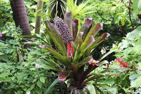 Hohenbergia Stellata Com Flor Colorida — Fotografia de Stock