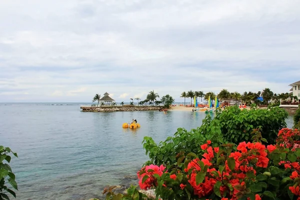 Τζαμάικα Ocho Rios Κόκκινο Μπουκαμβίλιες Στην Ακτή Της Καραϊβικής — Φωτογραφία Αρχείου