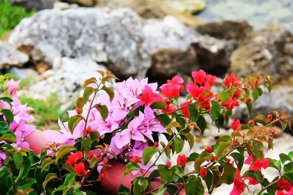 Červený Růžový Panicle Phlox — Stock fotografie