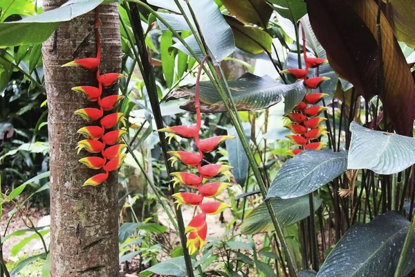 Extraordinário Red Banana Tree Flores — Fotografia de Stock