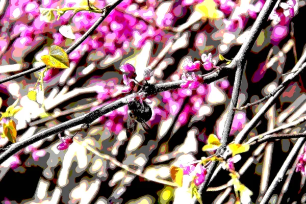 Kwiat Sakura Oddział Toronto Ogród Botaniczny — Zdjęcie stockowe