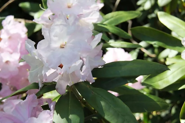 Sakura Květiny Toronto Botanická Zahrada — Stock fotografie