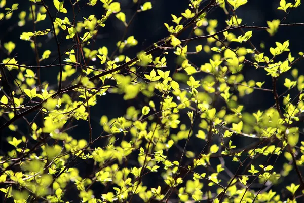 İlkbaharda açan filizler