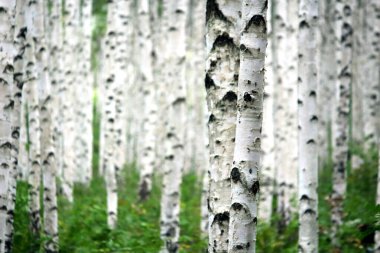  Inje, Gangwon-do 'da huş ağacı dolu.