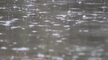 Bambu ormanına düşen yağmurun sesi.