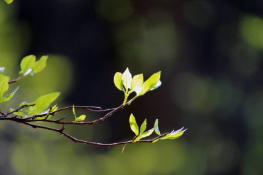 İlkbaharda açan ağaçların tomurcukları