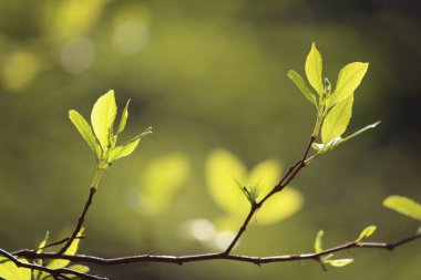 İlkbaharda açan ağaçların tomurcukları