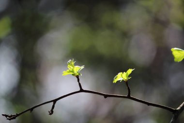 İlkbaharda açan ağaçların tomurcukları
