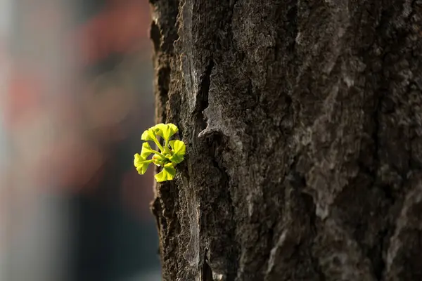 İlkbaharda açan ağaçların tomurcukları