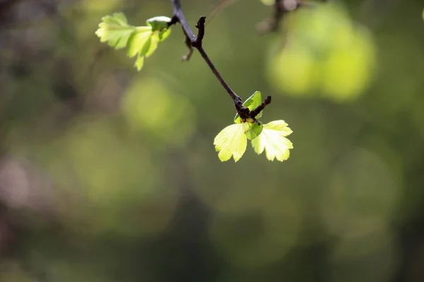 İlkbaharda açan ağaçların tomurcukları