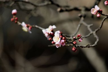 Baharın gelişini duyuran çiçekler..