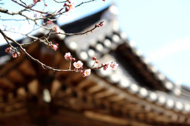 Baharın gelişini duyuran çiçekler..