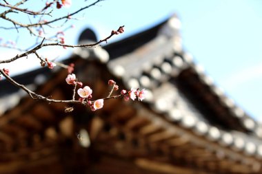 Baharın gelişini duyuran çiçekler..