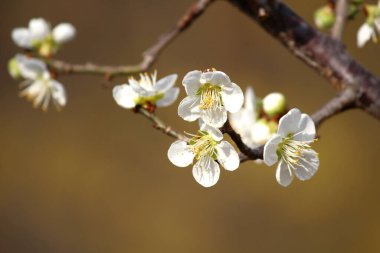 Baharın gelişini duyuran çiçekler..