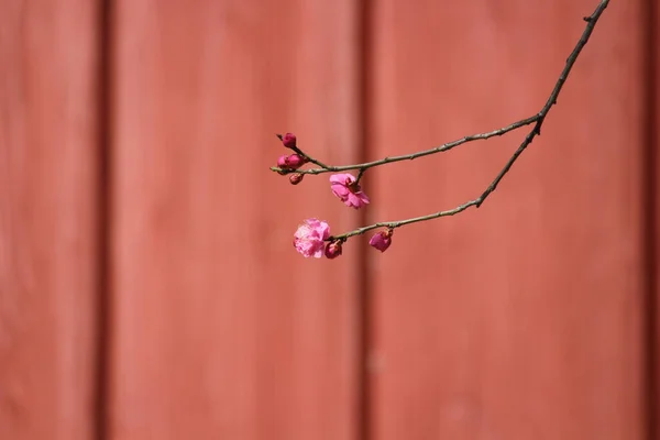 Baharın gelişini duyuran çiçekler..