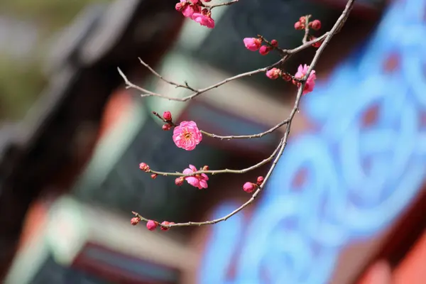 Baharın gelişini duyuran çiçekler..