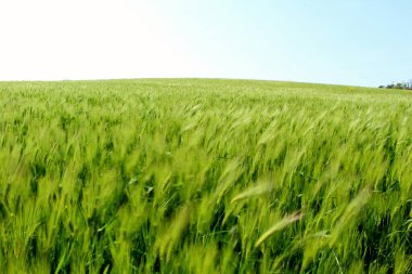 Geniş açık arpa tarlasının manzarası