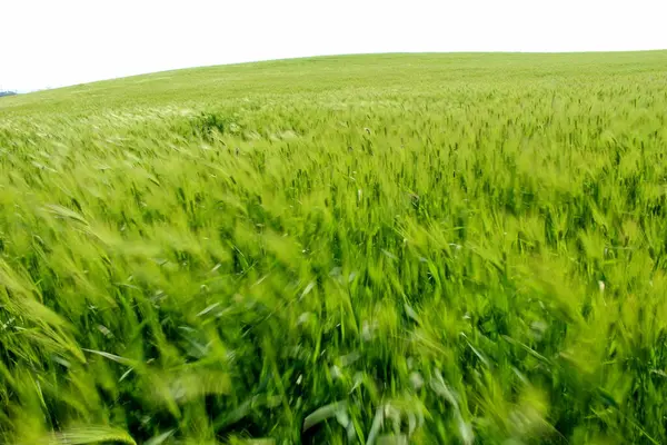 Geniş açık arpa tarlasının manzarası