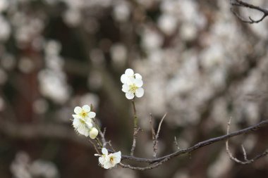 Erik çiçekleri, baharı anons eden bir çiçek.
