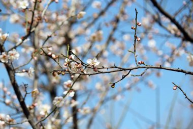 Erik çiçekleri, baharı anons eden bir çiçek.