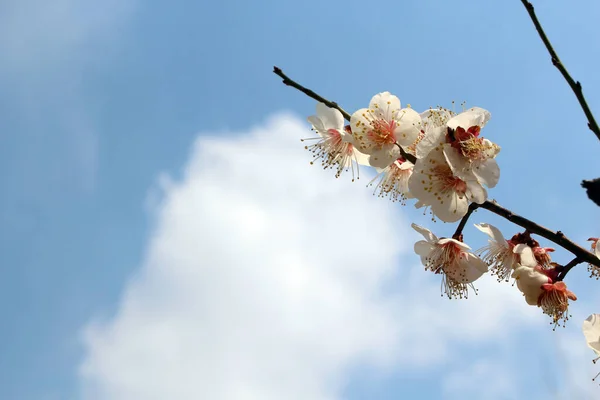 Erik çiçekleri, baharı anons eden bir çiçek.