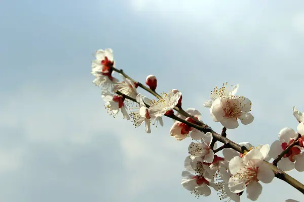 Erik çiçekleri, baharı anons eden bir çiçek.