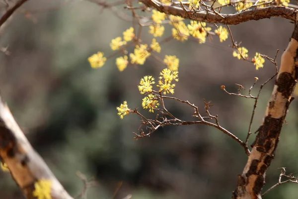 Cornus Officinalis, baharı ilan eden bir çiçek.
