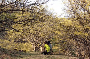 Cornus Officinalis, baharı ilan eden çiçekler.