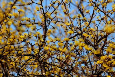 Cornus Officinalis, baharı ilan eden çiçekler.