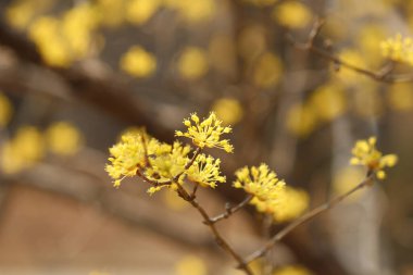 Cornus Officinalis, baharı ilan eden çiçekler.
