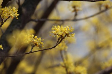 Cornus Officinalis, baharı ilan eden çiçekler.