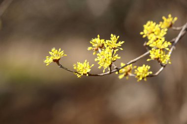 Cornus Officinalis, baharı ilan eden çiçekler.