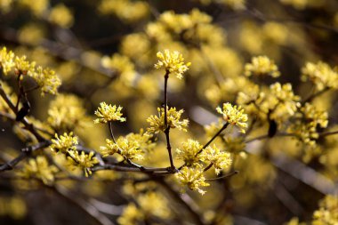 Cornus Officinalis, baharı ilan eden çiçekler.