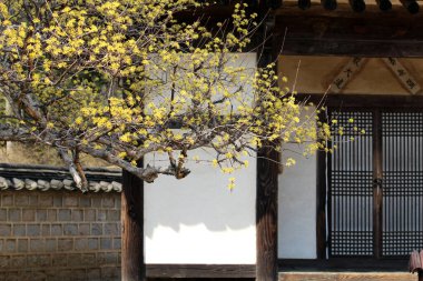 Cornus Officinalis, baharı ilan eden çiçekler.