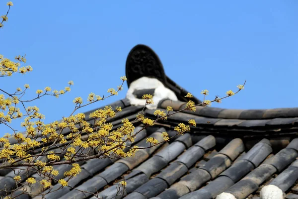 Cornus Officinalis, baharı ilan eden çiçekler.