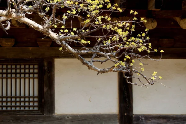 Cornus Officinalis, baharı ilan eden çiçekler.