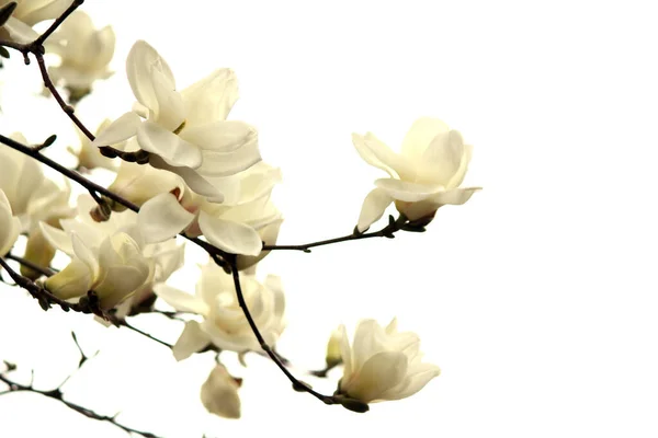 Manolya çiçekleri, bahar çiçekleri zarif bir görünüme sahip