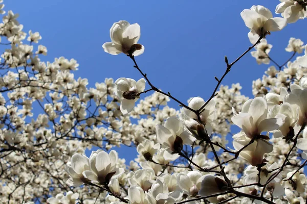 Manolya çiçekleri, bahar çiçekleri zarif bir görünüme sahip
