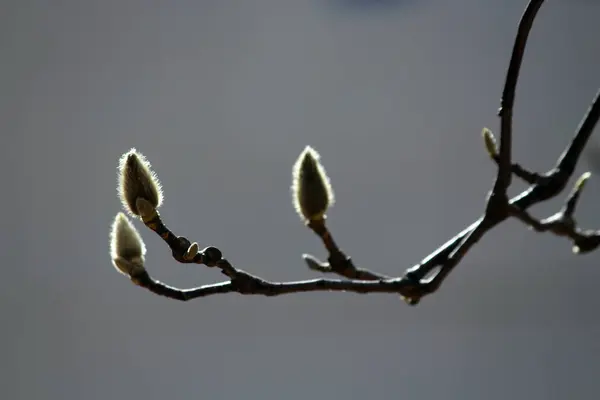Manolya çiçekleri, bahar çiçekleri zarif bir görünüme sahip