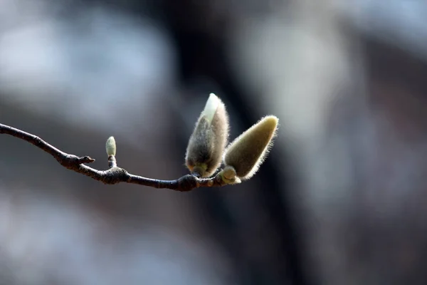 Manolya çiçekleri, bahar çiçekleri zarif bir görünüme sahip