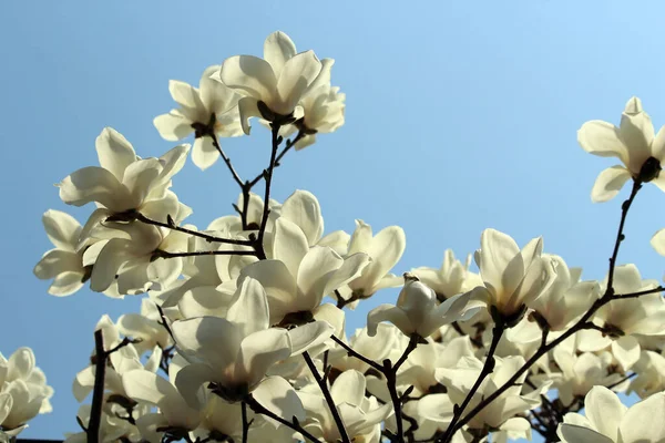 Manolya çiçekleri, bahar çiçekleri zarif bir görünüme sahip