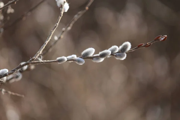 Söğüt, baharı anons eden bir filiz.